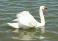 An awesome white Mute Swan swimming majestically in a small Florida lake. Royalty Free Stock Photo