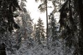 Awesome winter landscape. A snow-covered path among the trees in the wild forest. Winter forest in the snow