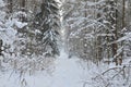 Awesome winter landscape. A snow-covered path among the trees in the wild forest. Winter forest. Forest in the snow