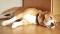 An awfully tired beagle lying on the floor of the apartment sleeping