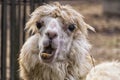 Awfully ugly alpaca with bulging eyes and crooked yellow teeth