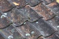 Weathered Ceramic Rooftile Mouldy and Mossy Royalty Free Stock Photo