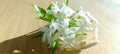 Awhite jasmine flowers Royalty Free Stock Photo