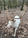 Awhite red deer at Wildpark Gangelt Royalty Free Stock Photo