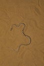 Awl Headed Snake, Lytorhynchus diadema Desert National Park