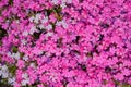 Awl-shaped phlox of pink white color, texture, many small flowers