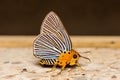 Awlet Butterfly Royalty Free Stock Photo