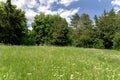 Awn with green grass in a green summer sunny park