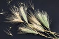 Awns a sharp spicky grass seed called fox tails. Royalty Free Stock Photo