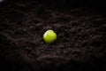 Awoken green pea seed in the ground close-up Royalty Free Stock Photo