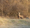 Awseome buck feeding of the twigs near the woods