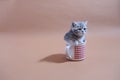 Awsome kitten in a mug Royalty Free Stock Photo