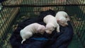 Awww all white gotti pitbull puppies snuggling
