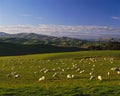 Herd of sheep crowd in farm in spring time Royalty Free Stock Photo