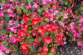 Ax Begonia flower in pink red with yellow stamen blossoming in g