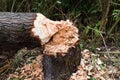 Ax-felled trunk on green grass background