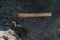 An ax hatchet stabbed in a stump