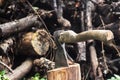 An ax in a hemp on logs background Royalty Free Stock Photo