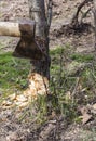 an axe descending on a tree trunk, cutting down trees Royalty Free Stock Photo