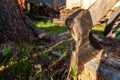 Axe ready for cutting timber Royalty Free Stock Photo