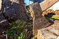 Axe ready for cutting timber Royalty Free Stock Photo