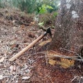 Axe Resting Beside a Tree Trunk in a Vegetated Area Royalty Free Stock Photo