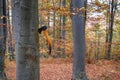 An axe stuck up in the tree stump in autumn beech forest Royalty Free Stock Photo