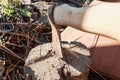 Axe in stump. Axe ready for cutting timber.Woodworking tool