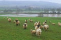 Axe Valley flooded in winter Royalty Free Stock Photo