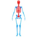 Axial Skeleton of Human Skeleton System Anatomy 3d rendering Anterior View