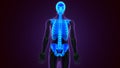 Human Skeleton System Axial Skeletal Anatomy 3D Illustration