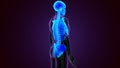 Human Skeleton System Axial Skeletal Anatomy 3D Illustration