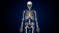 3d illustration of human skeleton axial bone anatomy. Royalty Free Stock Photo