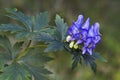 Axiliflorum monkshood flowers.