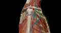 The axilla is the name given to an area that lies underneath the glenohumeral joint, at the junction of the upper limb and the