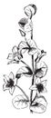 Axillary, Flower, appear, scattered, stem vintage illustration