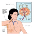 Axillary lymph drainage