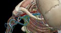 The axillary lymph nodes are a collection of 5 groups of lymph n