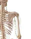The axillary lymph nodes Royalty Free Stock Photo