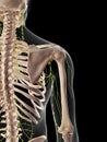 The axillary lymph nodes Royalty Free Stock Photo