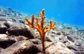 Yellow antlers sponge Axinella polypoides in Mediterranean Sea