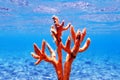 Yellow antlers sponge Axinella polypoides in Mediterranean Sea