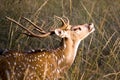 Axis Axis (Spotted Deer) Royalty Free Stock Photo