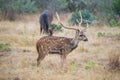 Axis Buck Royalty Free Stock Photo