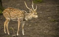 Axis deer buck profile image Royalty Free Stock Photo