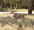 Axis deer buck standing in the shadow of a tree on a hot day