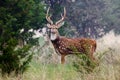 Axis Deer Chital Buck Royalty Free Stock Photo