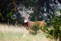 Axis Deer Chital Buck Royalty Free Stock Photo