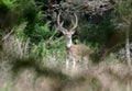 Axis Deer Chital Royalty Free Stock Photo