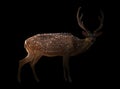 Axis deer in the dark Royalty Free Stock Photo